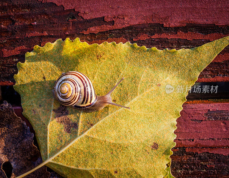 花园蜗牛(Cepaea hortensis)，白唇蜗牛。秋高气爽的路线图。